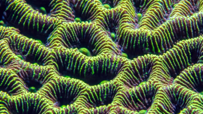 Close-up image of a fluorescent brain coral with intricate, glowing green and brown ridges. The image is used as a visual representation for the topic ‘Impact AI: Evaluating the impact of AI for sustainability and public interest,’ symbolizing complex structures and interconnected ecosystems